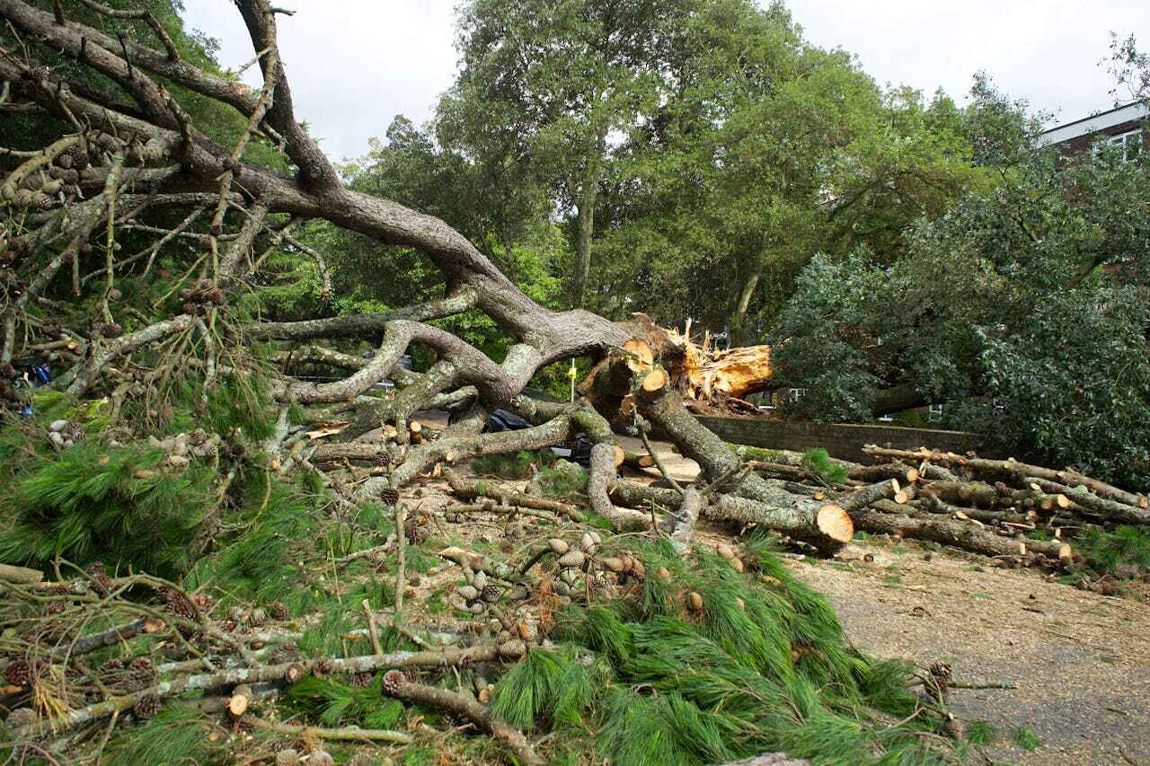 Dead Tree Removal in Sweetwater, FL